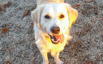 Chienne perdu 🐶🐶