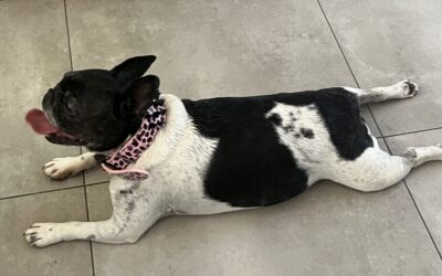 Chien trouvé – Mairie