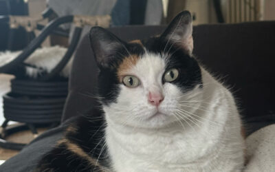 [Animaux] Chat perdu – rue Condé
