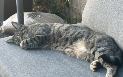 Chat perdu – rue Lamartine.