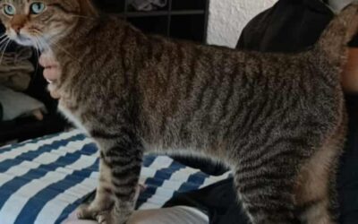 Chat perdu 😺