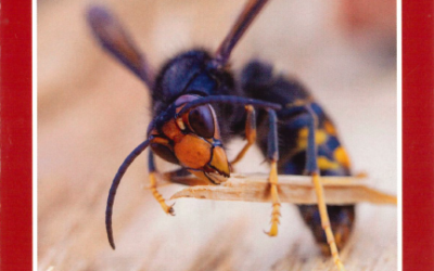 Frelon asiatique – Pièges sélectifs