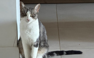 [Animaux] Chat perdu – rue Victor Hugo